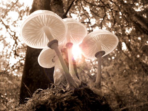 Closeup of Four White Mushrooms