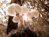 在宁静的森林中，捕捉到了黄褐色背光蘑菇的优雅，尽显大自然之美