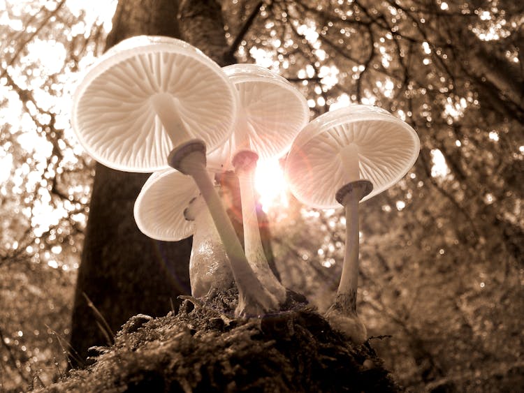 Closeup Of Four White Mushrooms