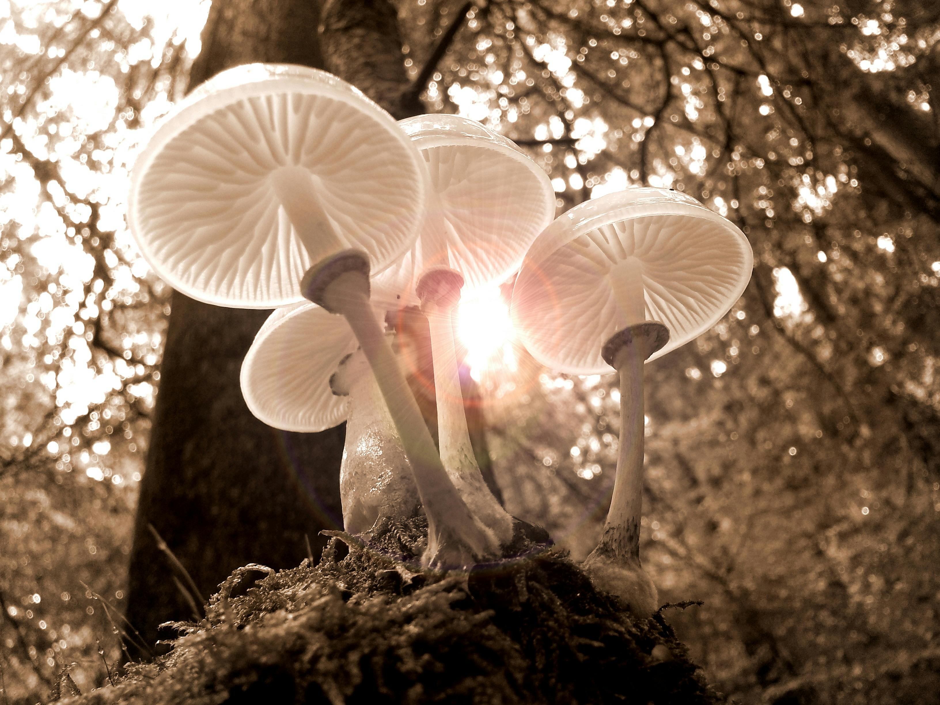 1,000+ Artificial Mushrooms Stock Photos, Pictures & Royalty-Free
