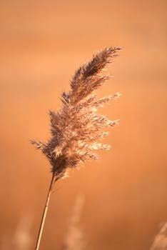 Close-up of a reed in Virginia Beach marsh at sunset, creating a golden glow.