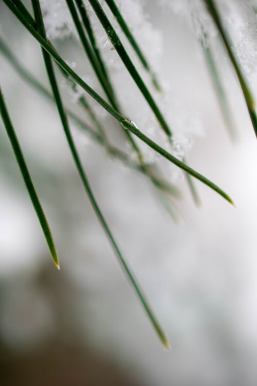 Water Droplets on Green Grass