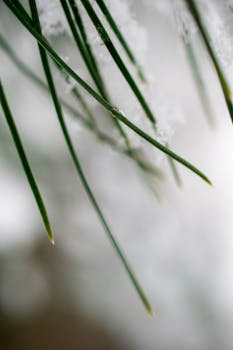 积雪松针的宏观拍摄突出了冬季的纹理