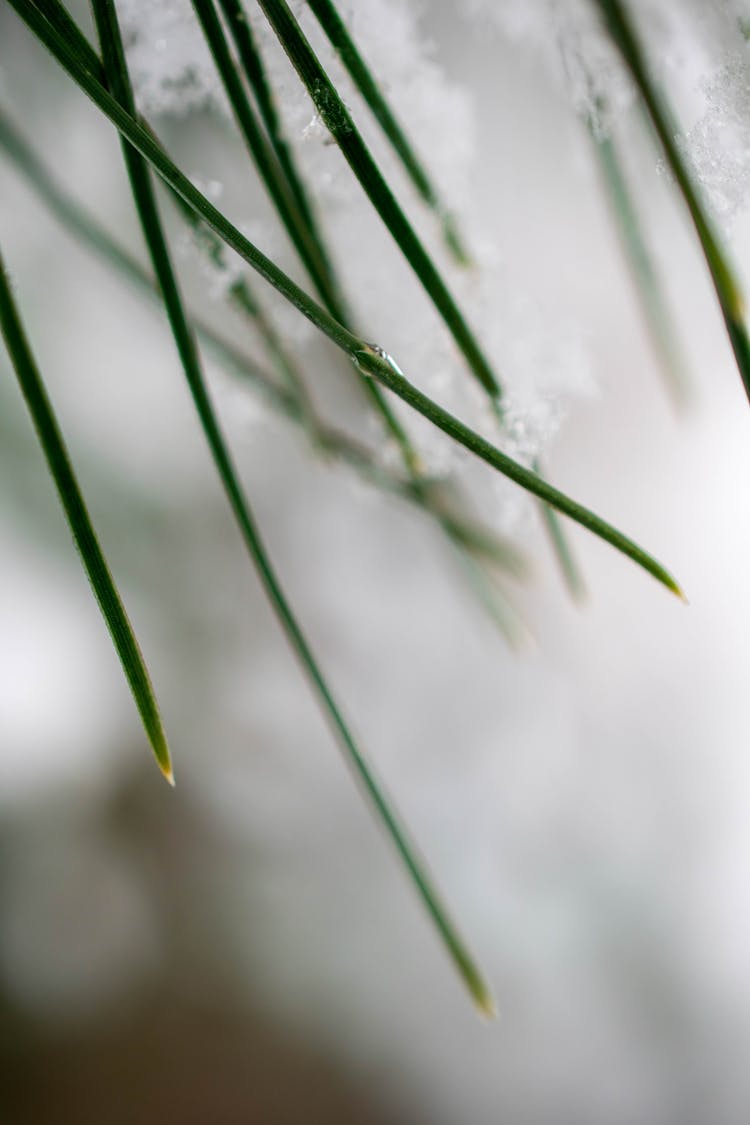 Water Droplets On Green Grass