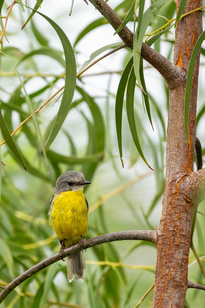 Native Australian Bird Photos, Download The BEST Free Native Australian ...