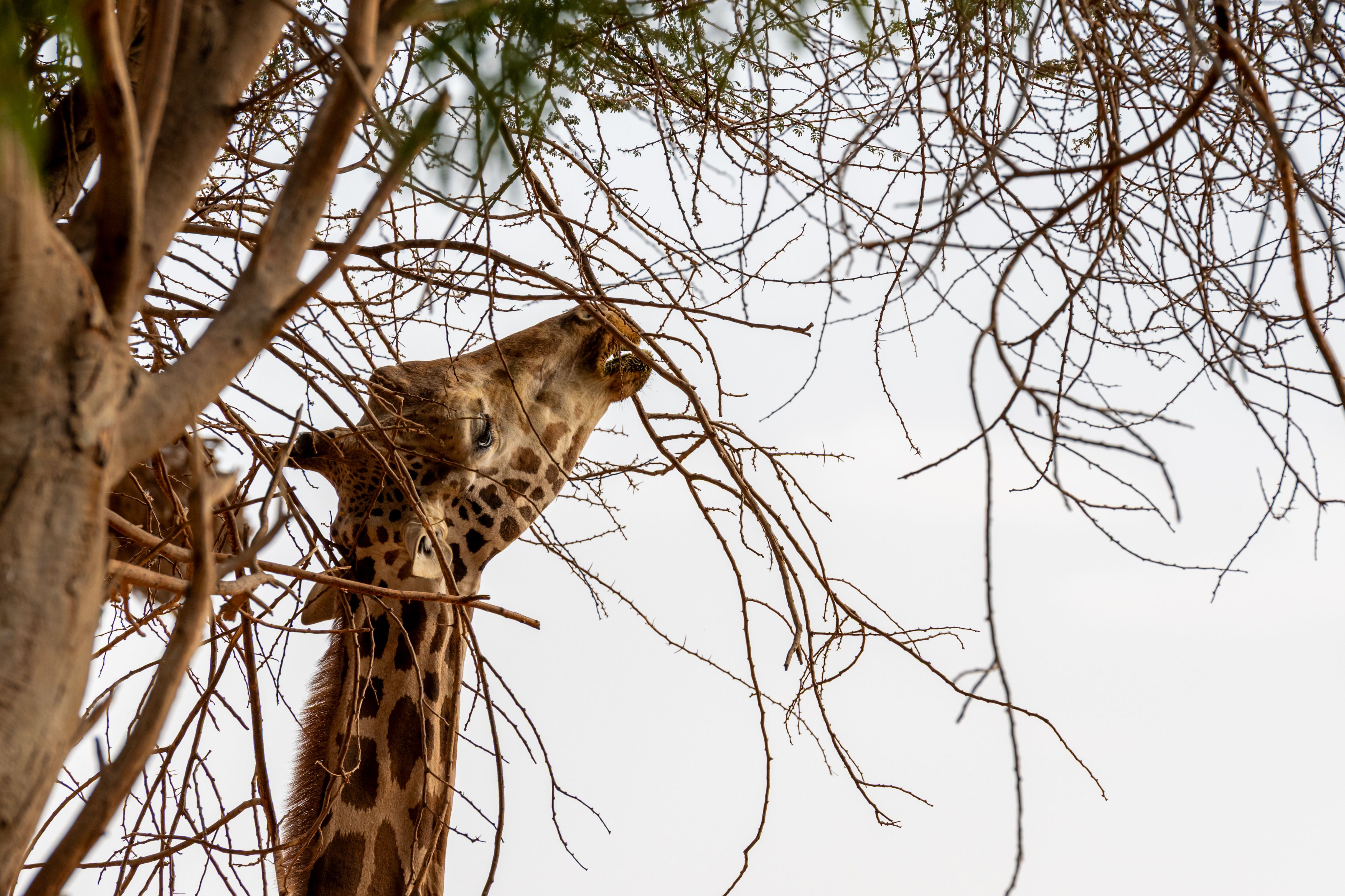 Giraffe Reaches for Tree Branches in the Wild · Free Stock Photo