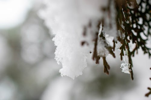 Foto d'estoc gratuïta de afganistan, avet, blanc