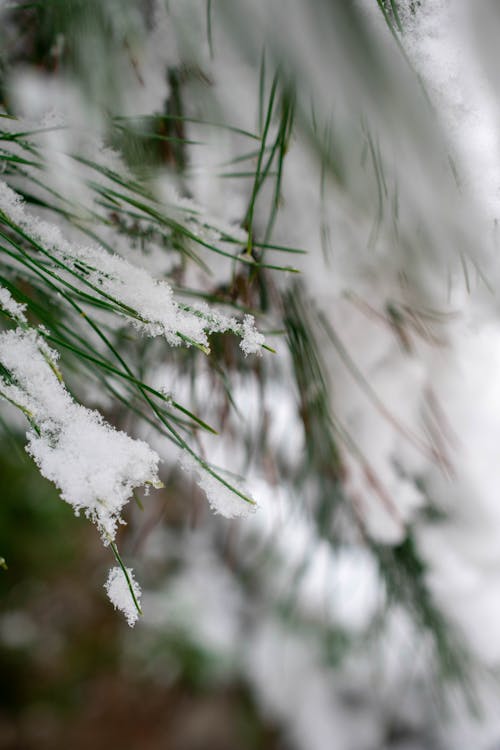 Kostenloses Stock Foto zu afghanistan, der winter kommt !, drucken