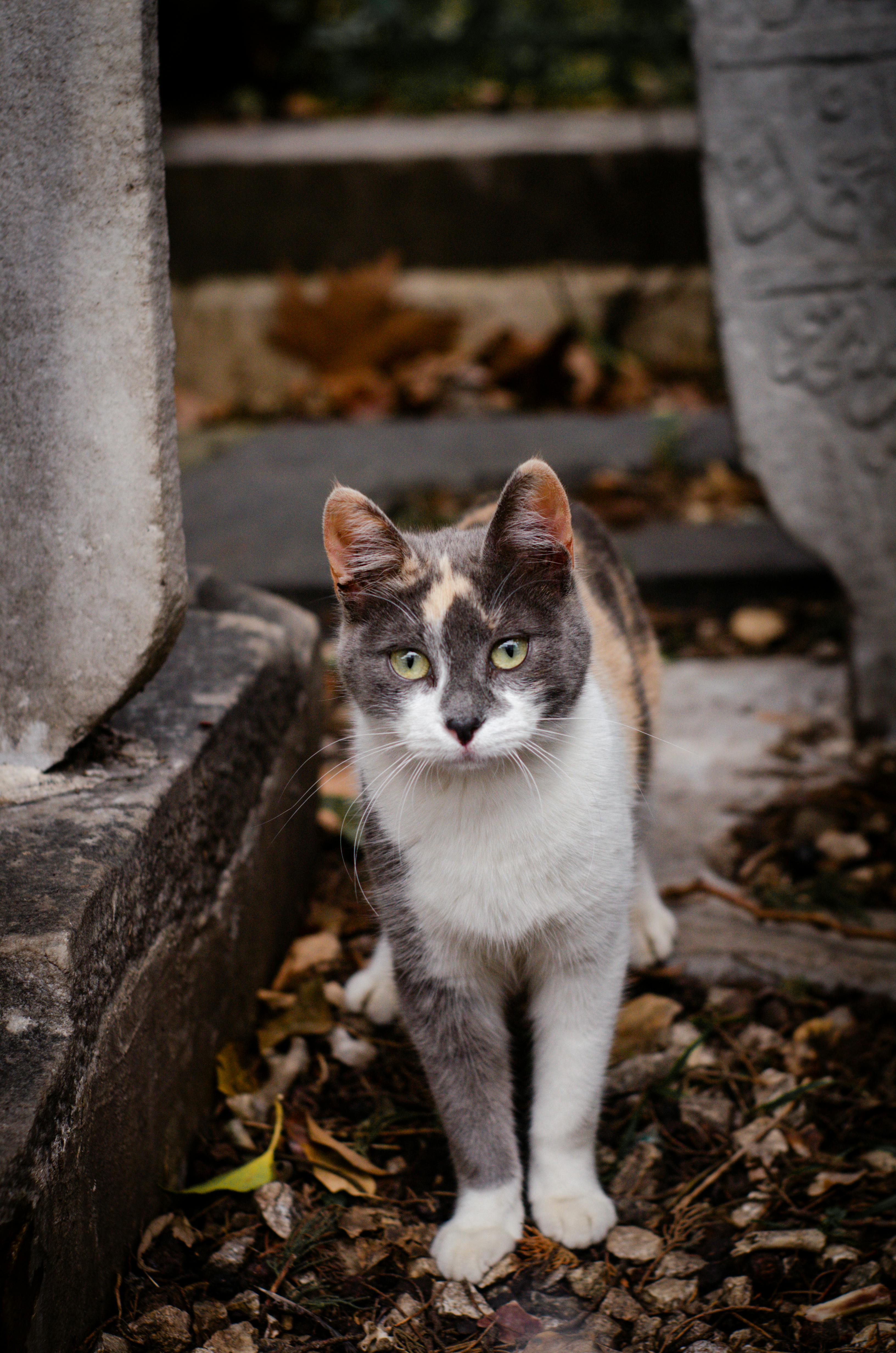 ingyenes Egy kalikó macska áll ősi kövek között Isztambulban, megörökítve a történelem és a természet keverékét. Stockfotó