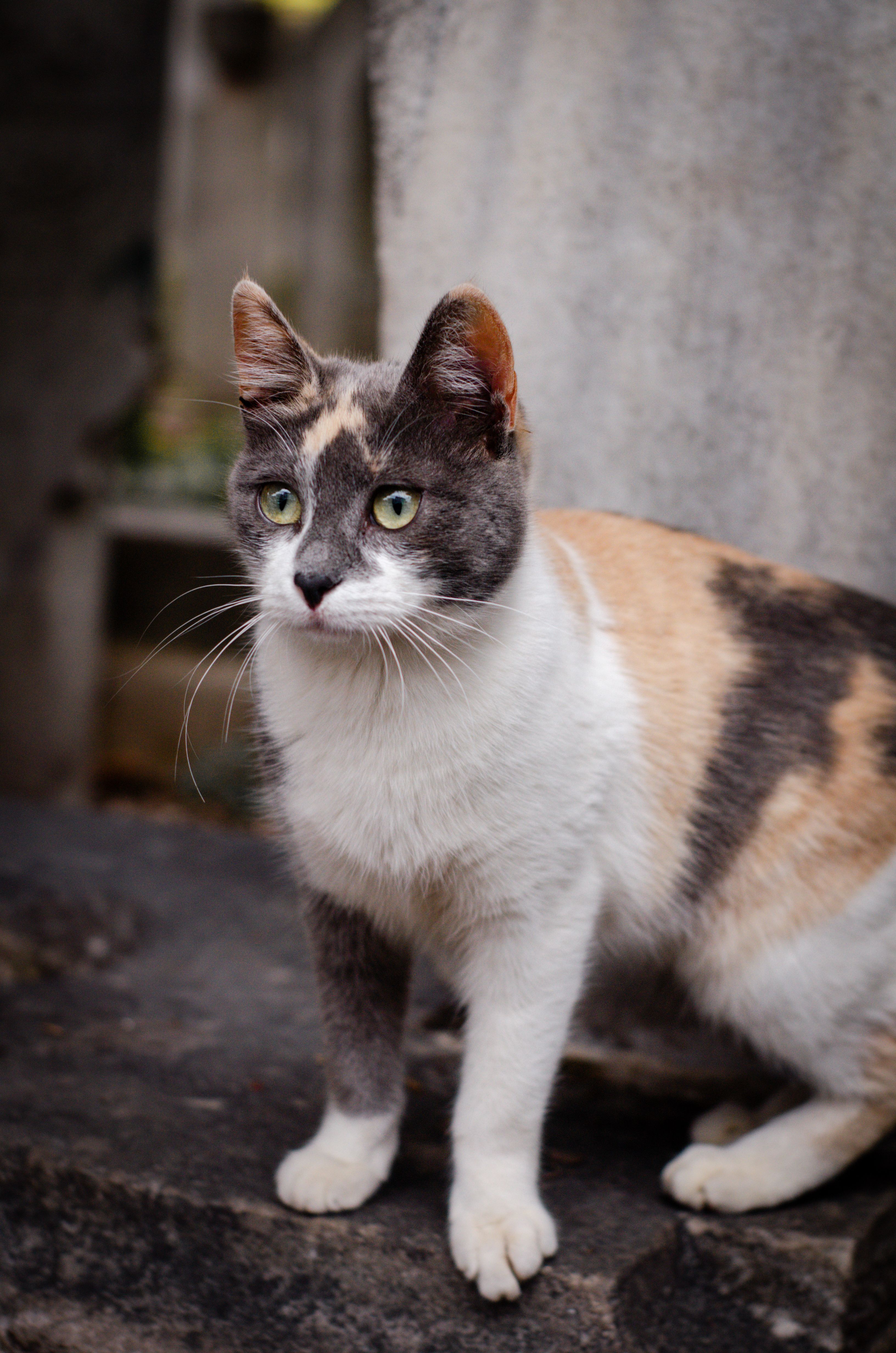 Calico Cat Standing in Historic İstanbul · Free Stock Photo