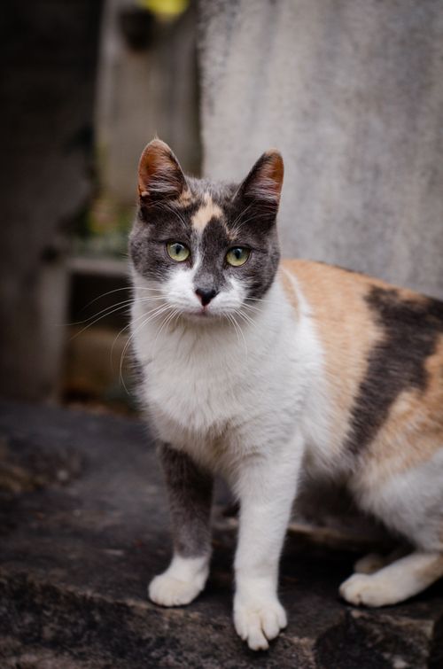 Free A calico cat stands on stone steps in an Istanbul street. Stock Photo