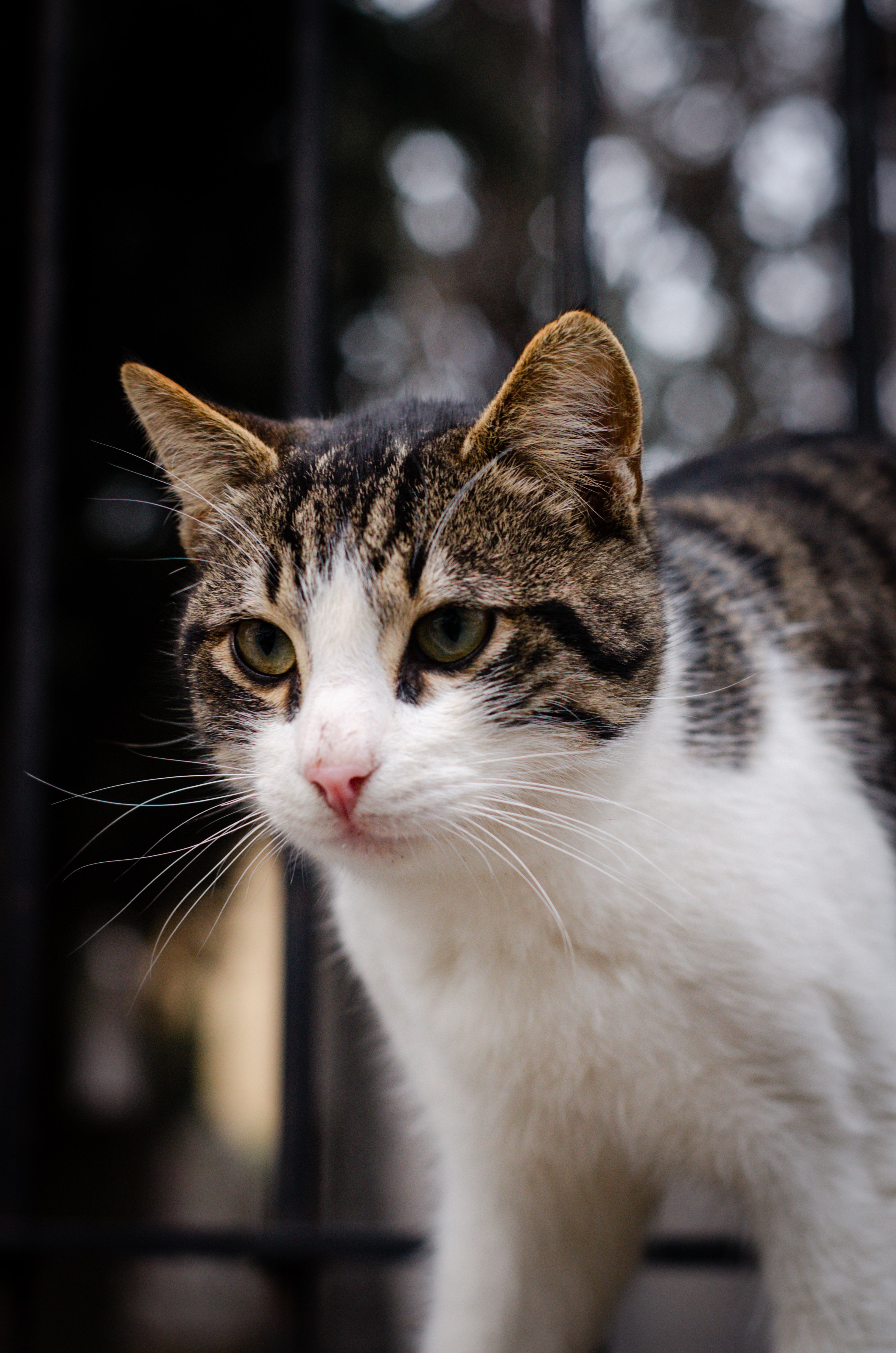 Portrait Rapproché D'un Chat Curieux En Extérieur · Photo gratuite