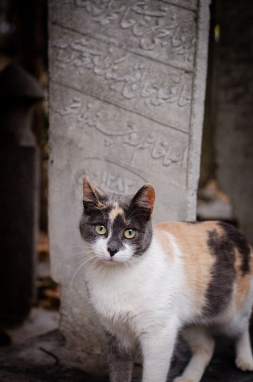 Free A domestic cat sitting by an ancient tombstone in an İstanbul cemetery. Stock Photo