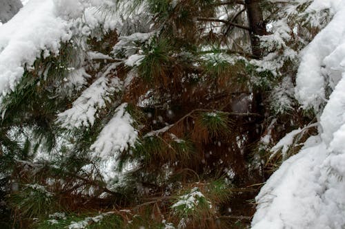 Kostenloses Stock Foto zu afghanistan, der winter kommt !, drucken