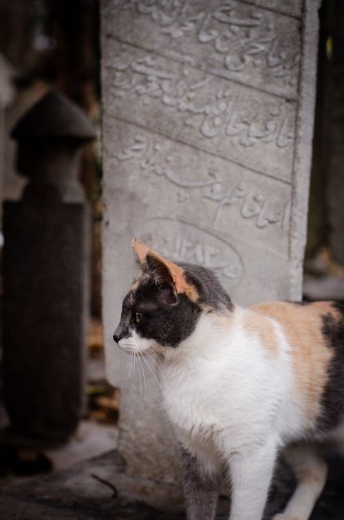 Free A calico cat stands beside an intricately engraved tombstone in a historic Istanbul cemetery. Stock Photo