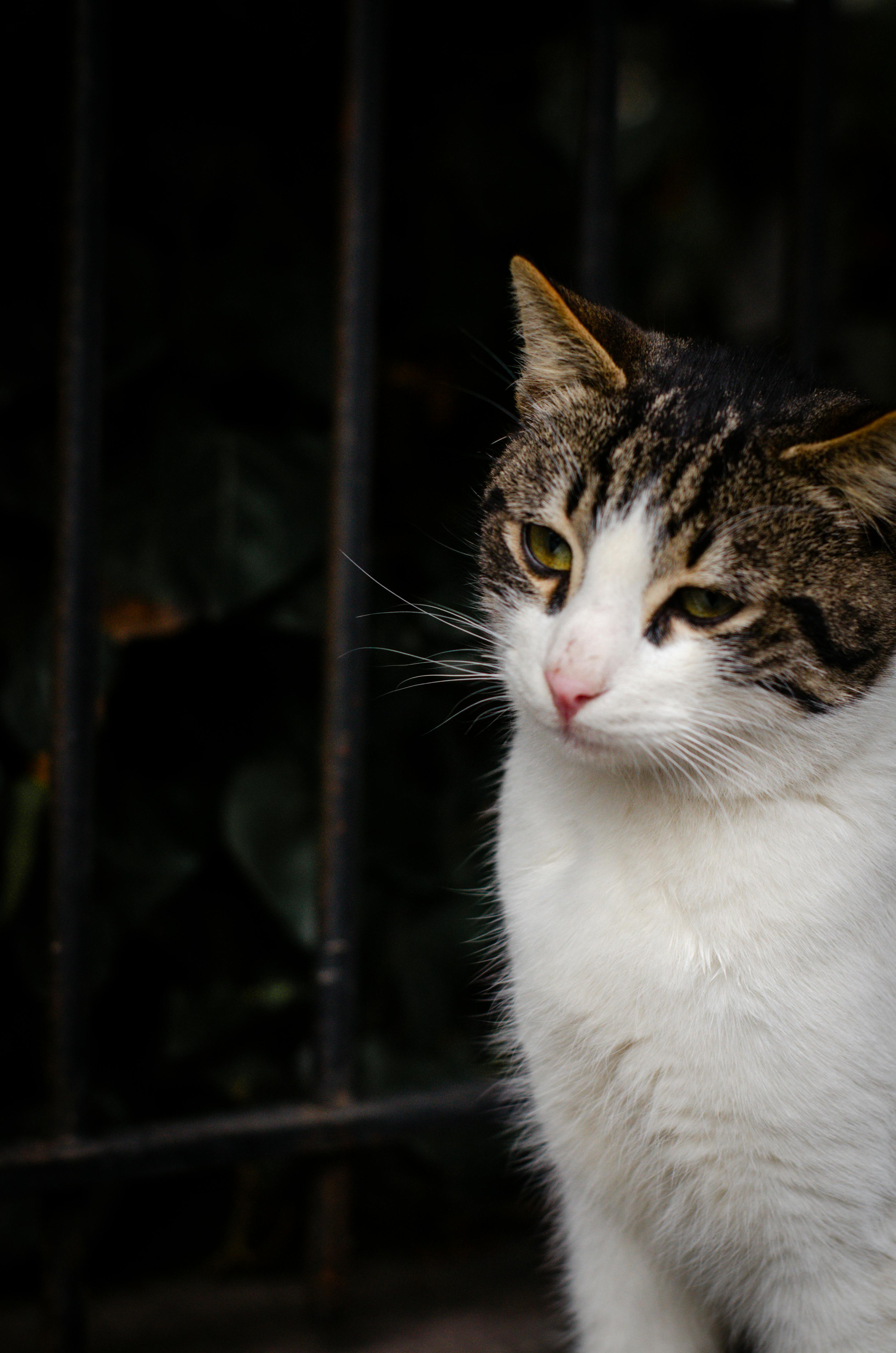 Δωρεάν στοκ φωτογραφιών με @εξωτερικου χωρου, street cat, tabby cat Φωτογραφία από στοκ φωτογραφιών