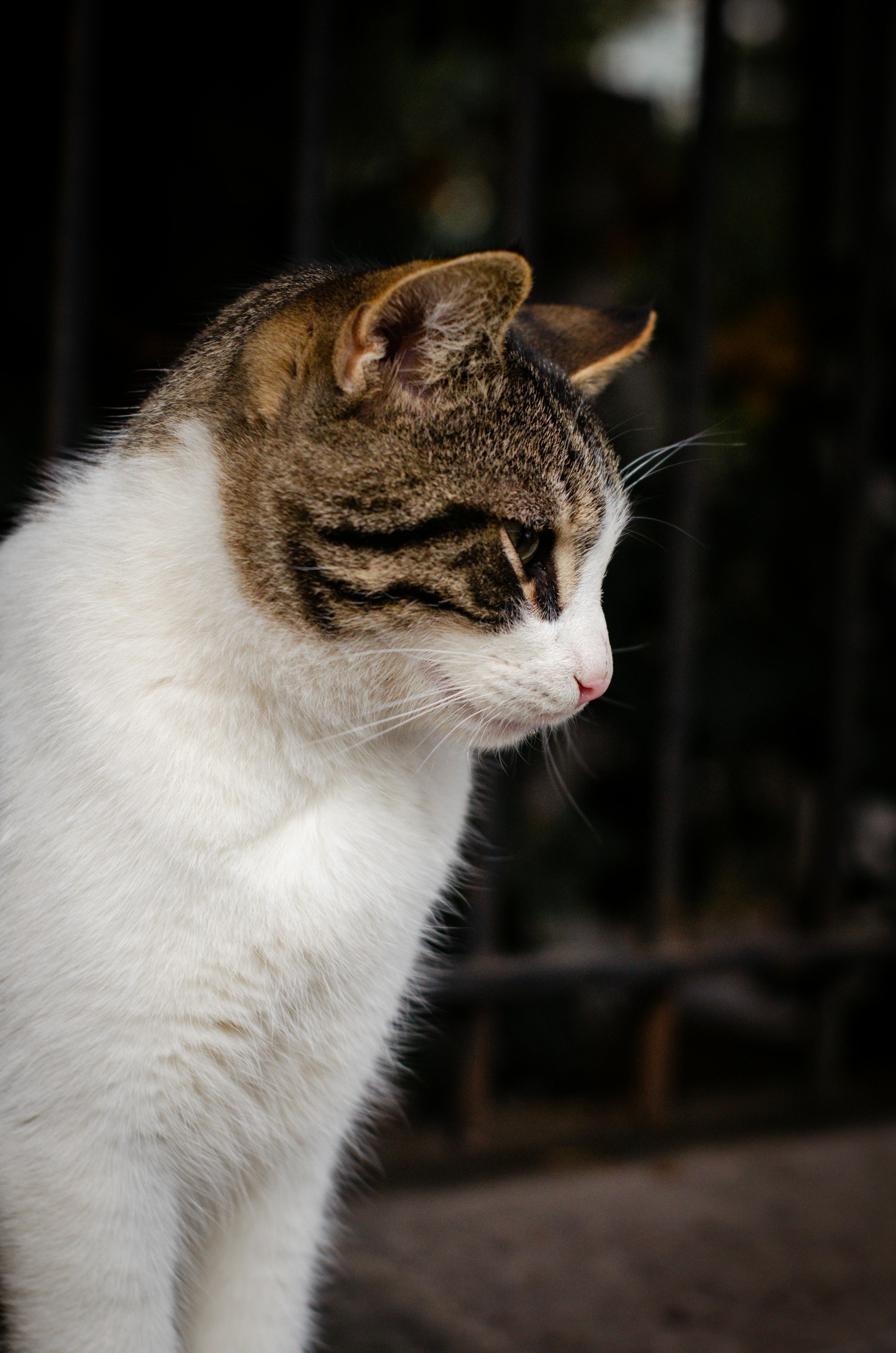 Gratis stockfoto met aanbiddelijk, achtergrondonscherpte, beest Stockfoto
