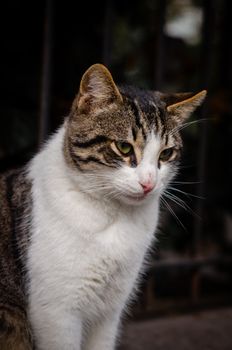 A detailed portrait of a stray cat with distinctive markings in Istanbul, Turkey.