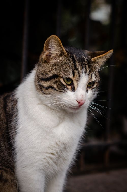 Free A detailed portrait of a stray cat with distinctive markings in Istanbul, Turkey. Stock Photo