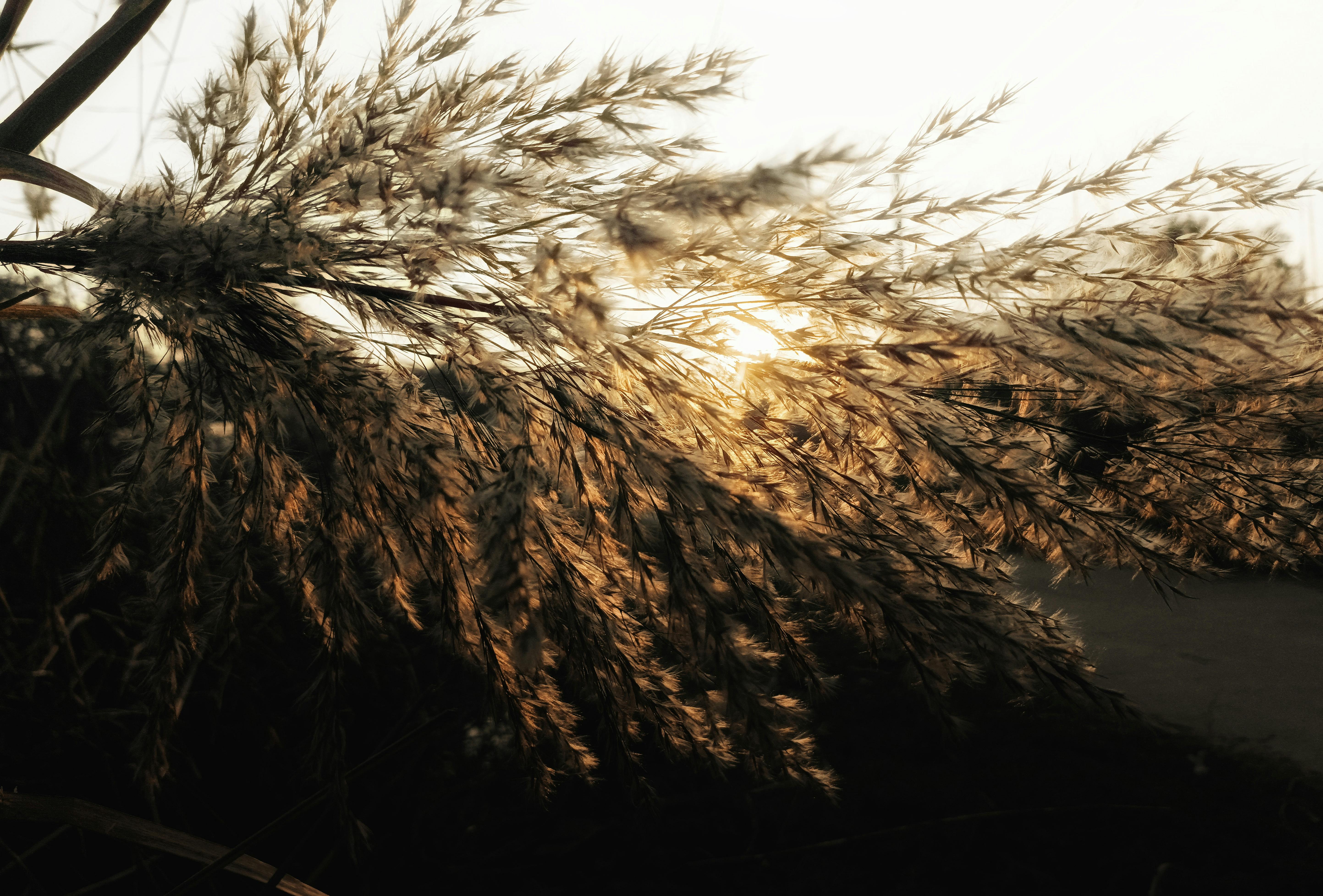 gratis Close-up van pampagras, verlicht door de gouden gloed van de zonsondergang, wat een serene buitenscène creëert. Stockfoto