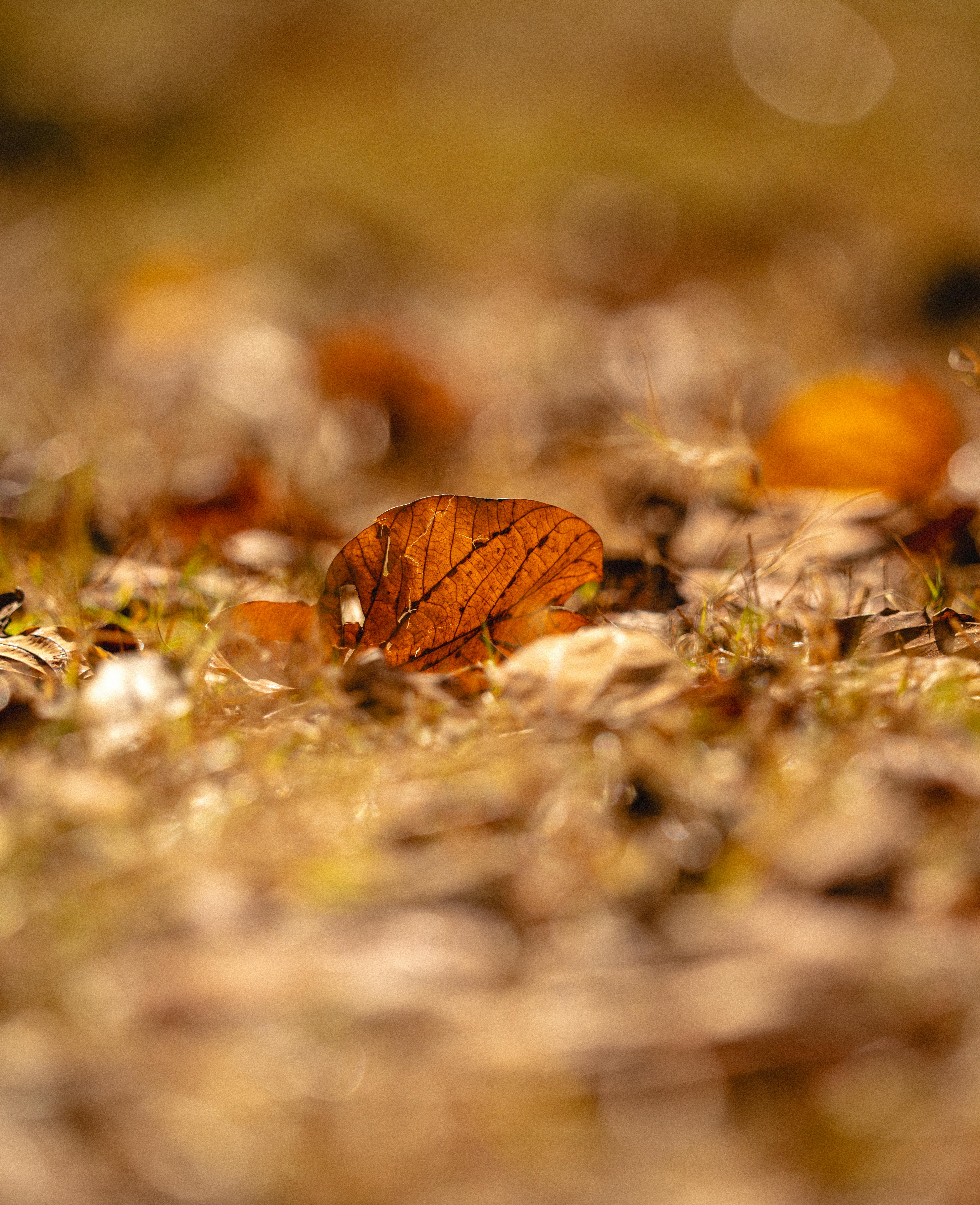 Δωρεάν Ένα κοντινό πλάνο φθινοπωρινών φύλλων στο δασικό έδαφος, που αναδεικνύει ζεστούς, γήινους τόνους και μια ανάγλυφη επιφάνεια. Φωτογραφία από στοκ φωτογραφιών
