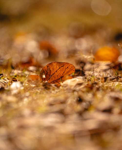 Free A close-up of autumn leaves on the forest floor, showcasing warm, earthy tones and a textured surface. Stock Photo