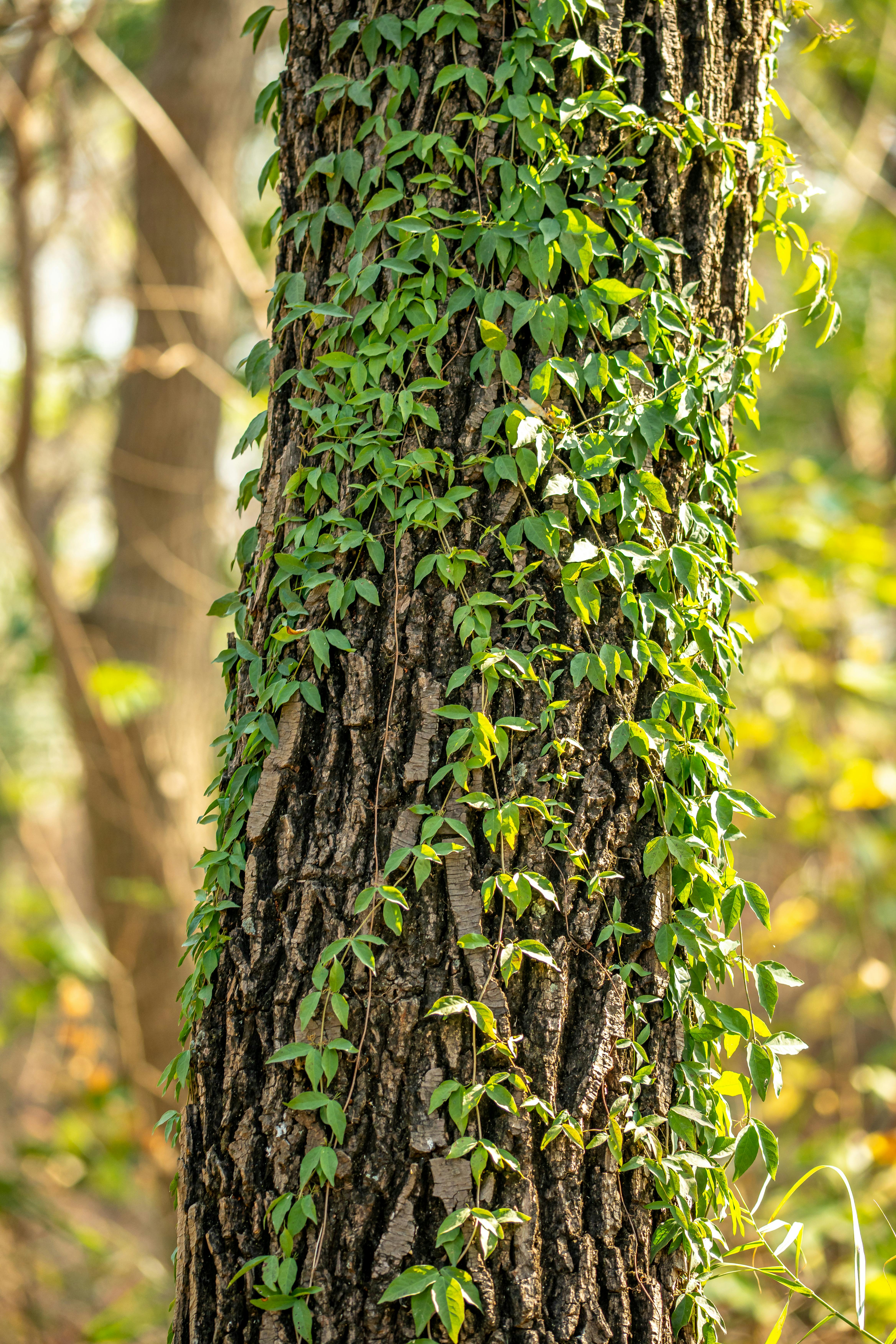 Δωρεάν Κοντινό πλάνο ζωηρών πράσινων αμπελιών που σκαρφαλώνουν σε έναν ανάγλυφο κορμό δέντρου σε ένα ηλιόλουστο δάσος. Φωτογραφία από στοκ φωτογραφιών
