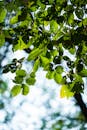 Lush Green Leaves Against Bright Sky