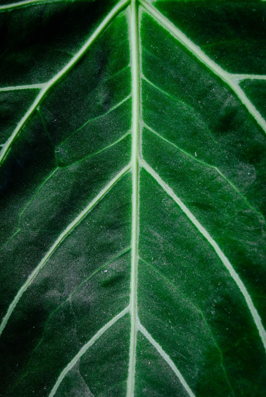 Macro photograph of the vein pattern of a green leaf — photo by rakhmat suwandi on Pexels