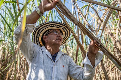 Hombre Sujetando Una Caña De Azúcar