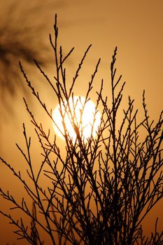 Silhouette of intricate tree branches against a warm glowing sunset, creating a serene natural scene.