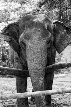 elephant photo