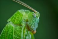 Detailed macro photograph capturing the intricate features of a green katydid.