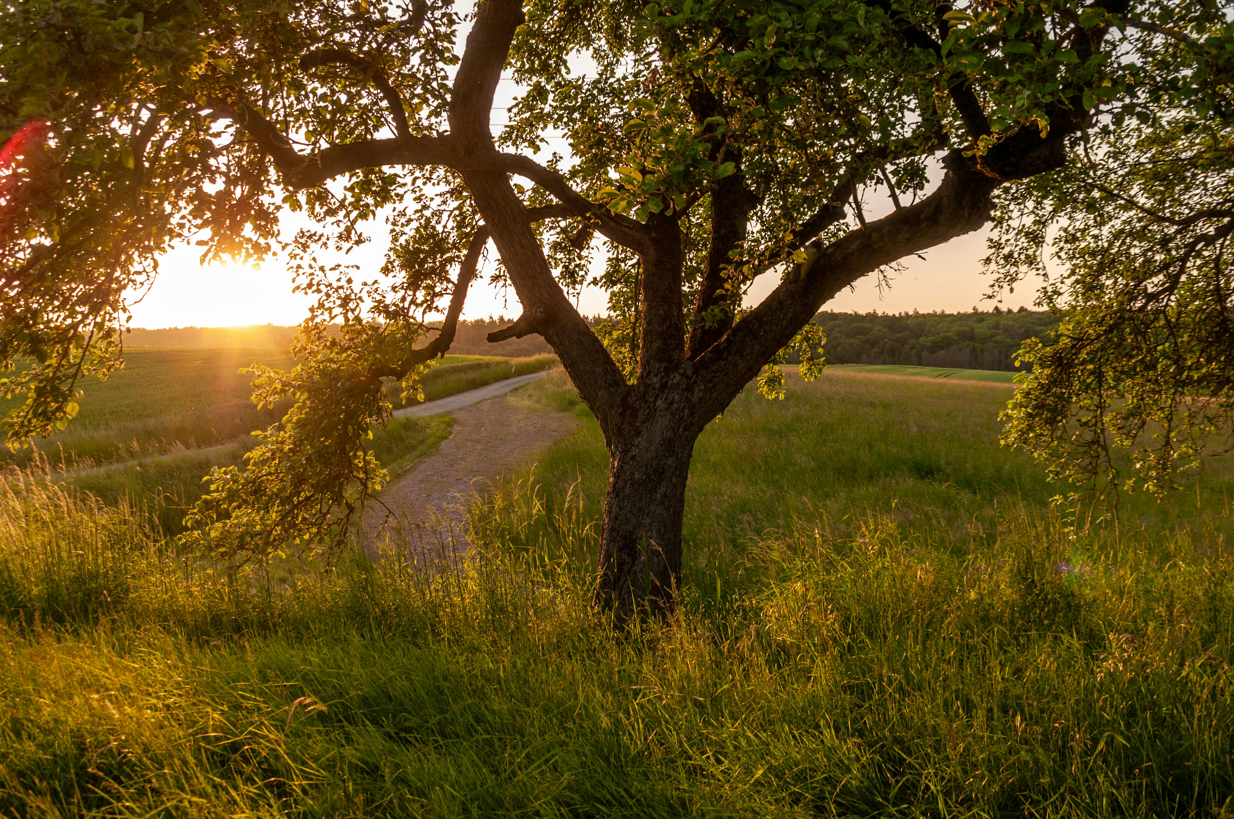 Ingyenes stockfotó @szabadtéri, alkonyat, aranyóra témában Stockfotó