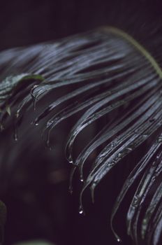 A close-up of a palm leaf with water droplets, capturing a dramatic and moody atmosphere.