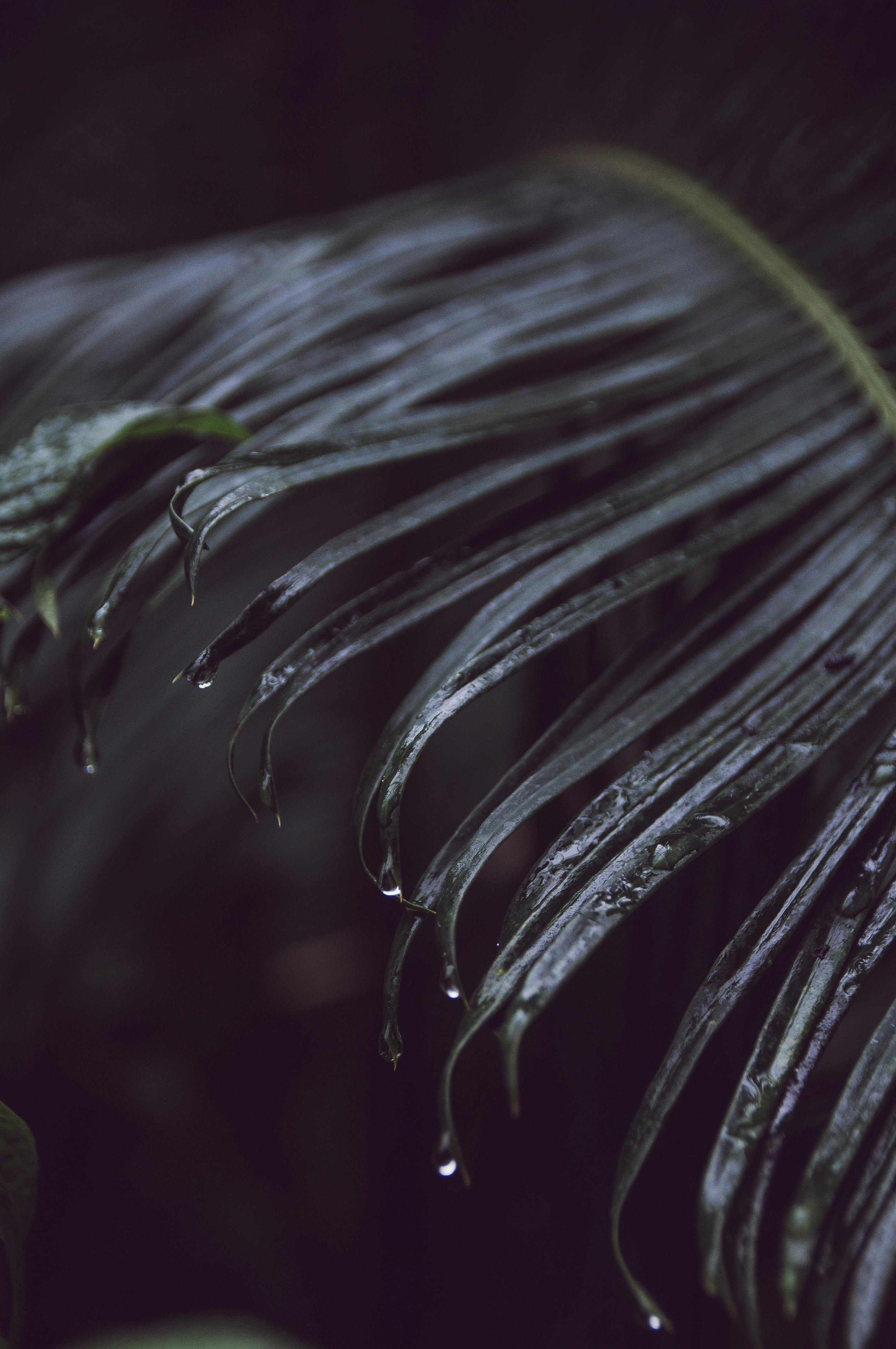 bezplatná Detailní záběr palmového listu s kapkami vody, zachycující dramatickou a náladovou atmosféru. Základová fotografie