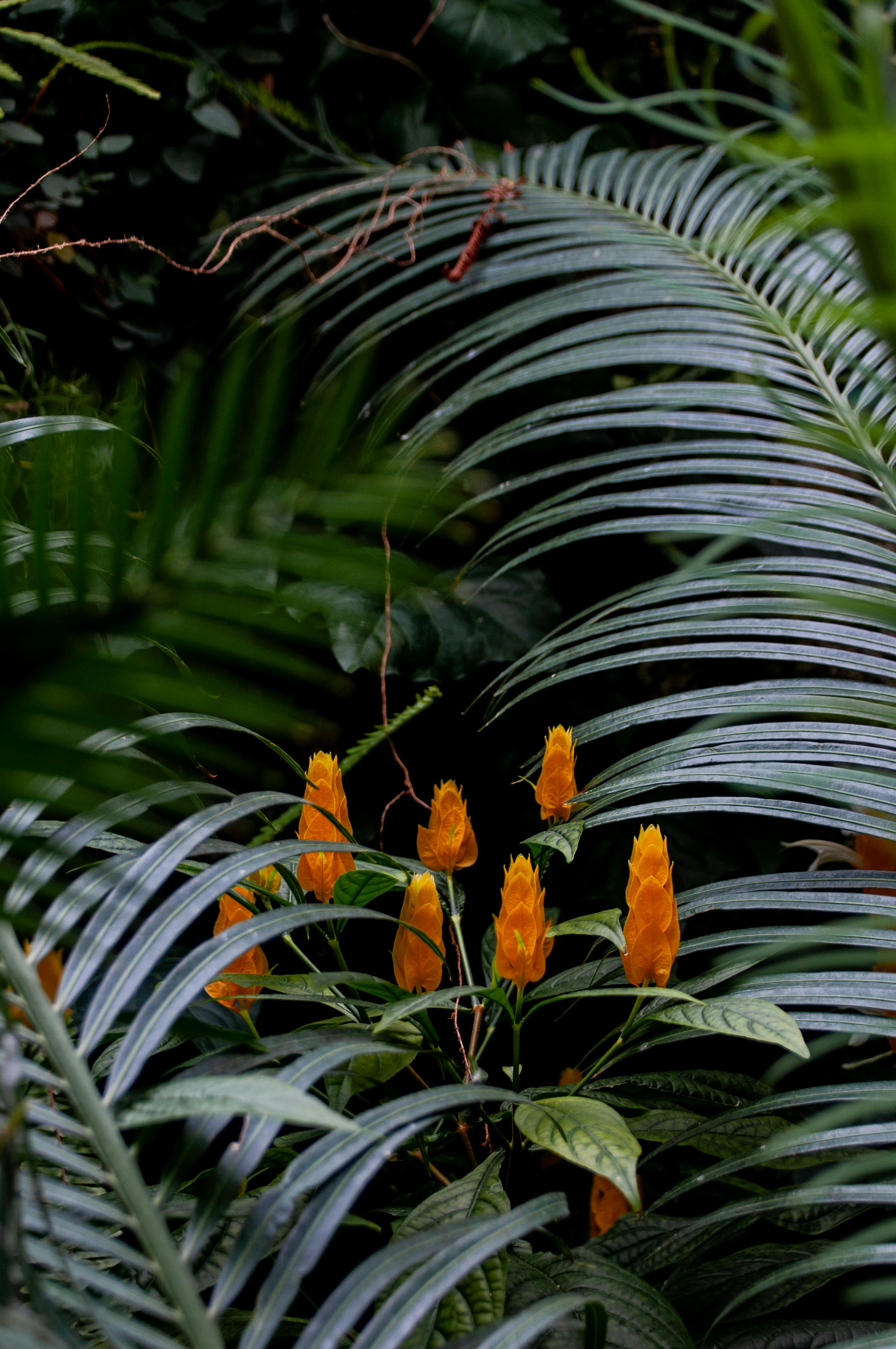 Gratis Fiori giallo brillante circondati da lussureggianti foglie tropicali in un ambiente di foresta pluviale. Foto a disposizione