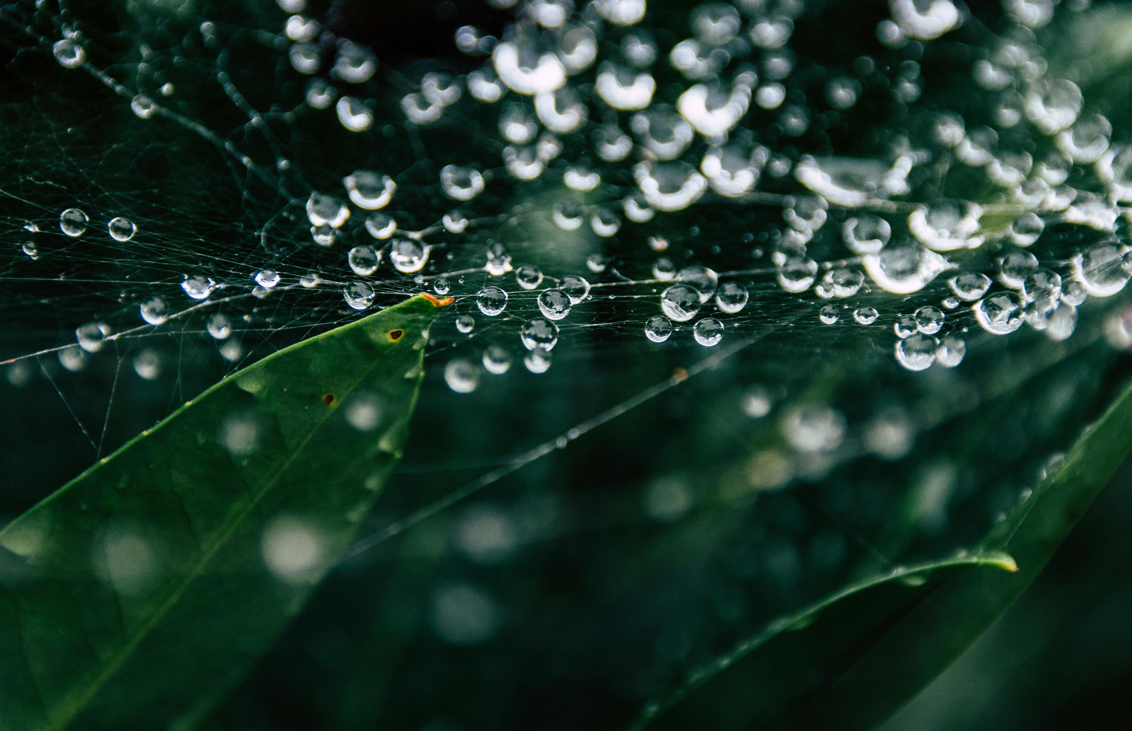 gratis Close-up van een met dauw bedekt spinnenweb op bladeren, dat de rust en schoonheid van de natuur laat zien. Stockfoto