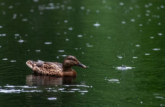 A mallard duck gracefully swims in a rain-dappled pond, capturing a tranquil wetland scene.