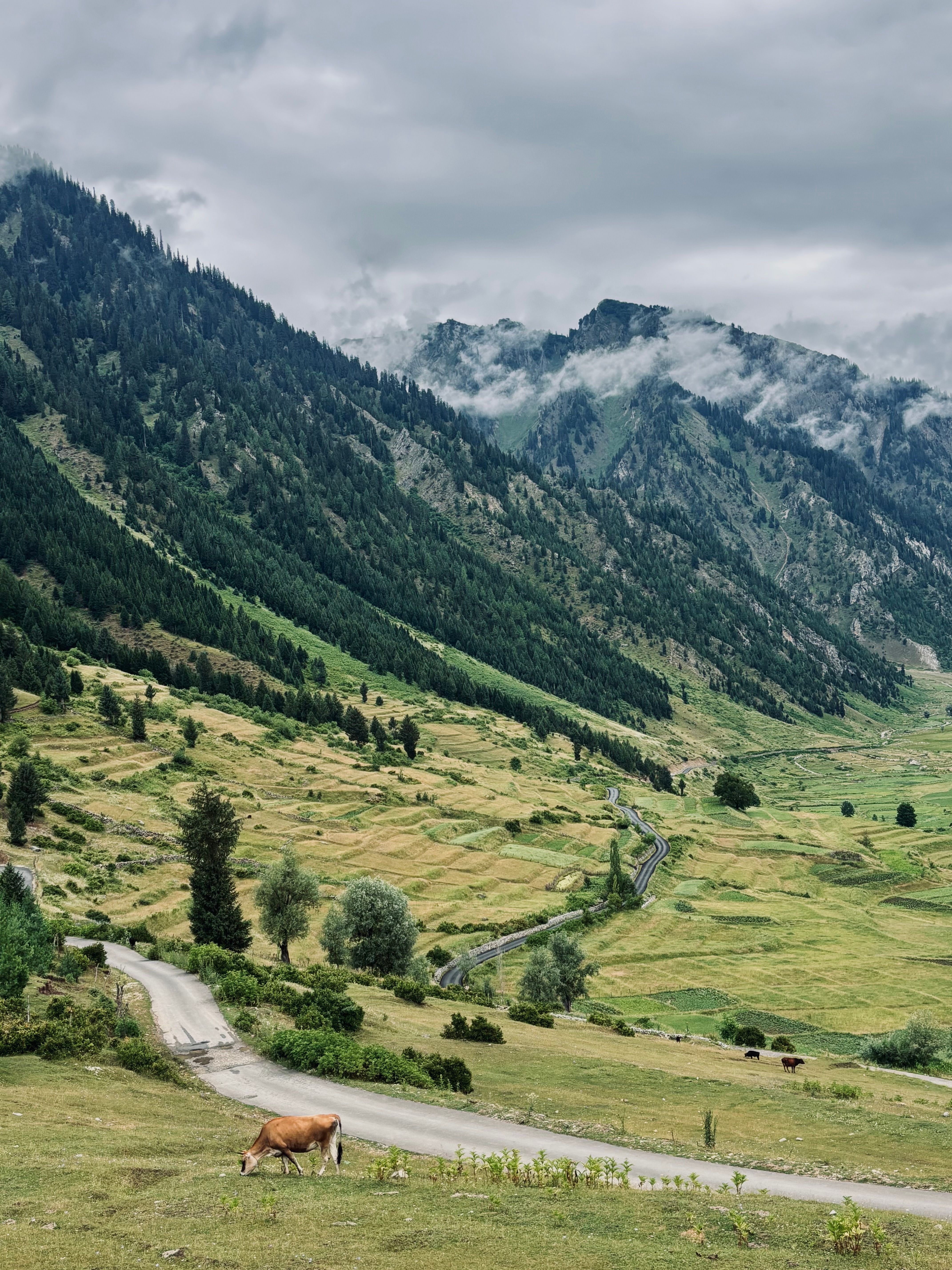 Scenic view of lush mountainous valley in Himalayas with grazing cattle under overcast sky.