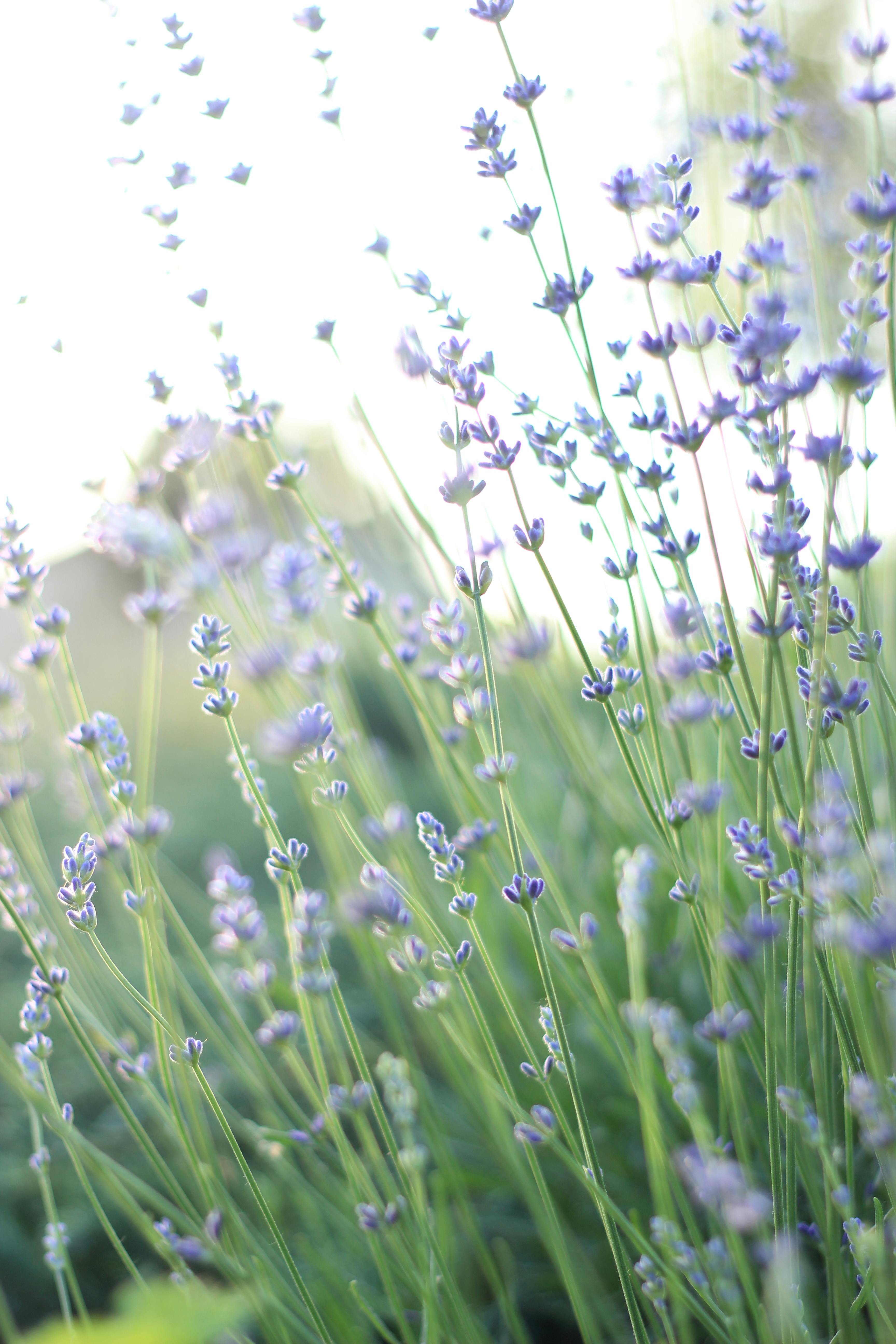 Δωρεάν Μαγευτικά άνθη λεβάντας σε έναν ηλιόλουστο κήπο, που αποτυπώνουν μια γαλήνια και φυσική ατμόσφαιρα. Φωτογραφία από στοκ φωτογραφιών