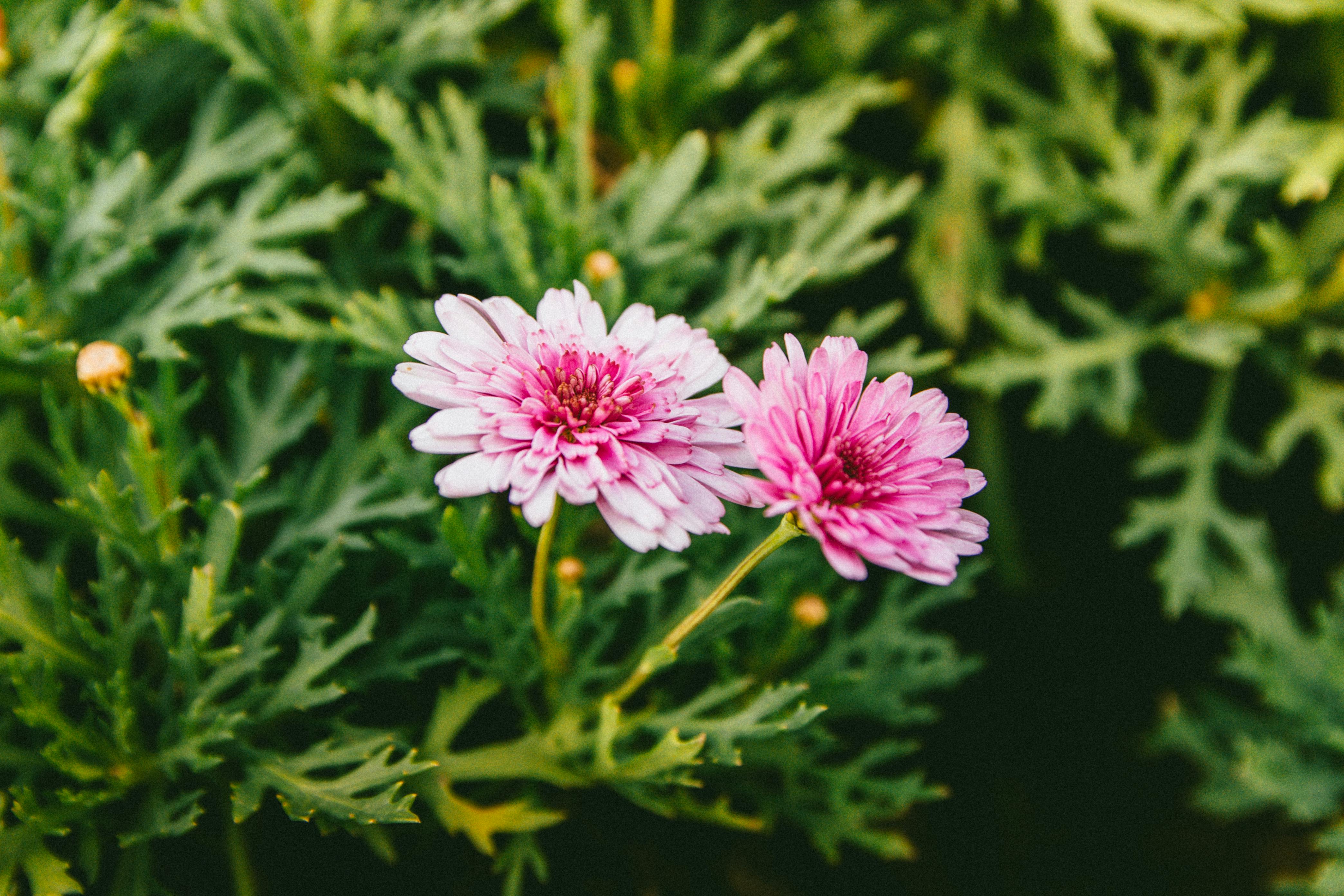 Δωρεάν Κοντινό πλάνο ροζ χρυσάνθεμων σε φόντο πλούσιου πράσινου φυλλώματος στο Đà Lạt. Φωτογραφία από στοκ φωτογραφιών