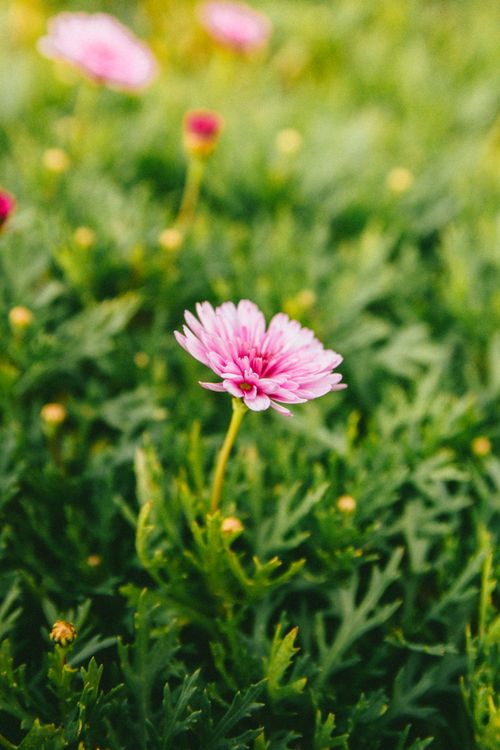Free A vibrant pink daisy flower blooming amongst lush green foliage in Đà Lạt, Việt Nam. Stock Photo