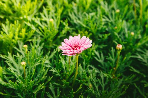Free Vibrant pink chrysanthemum blooms in lush greenery, Đà Lạt, Vietnam. Stock Photo