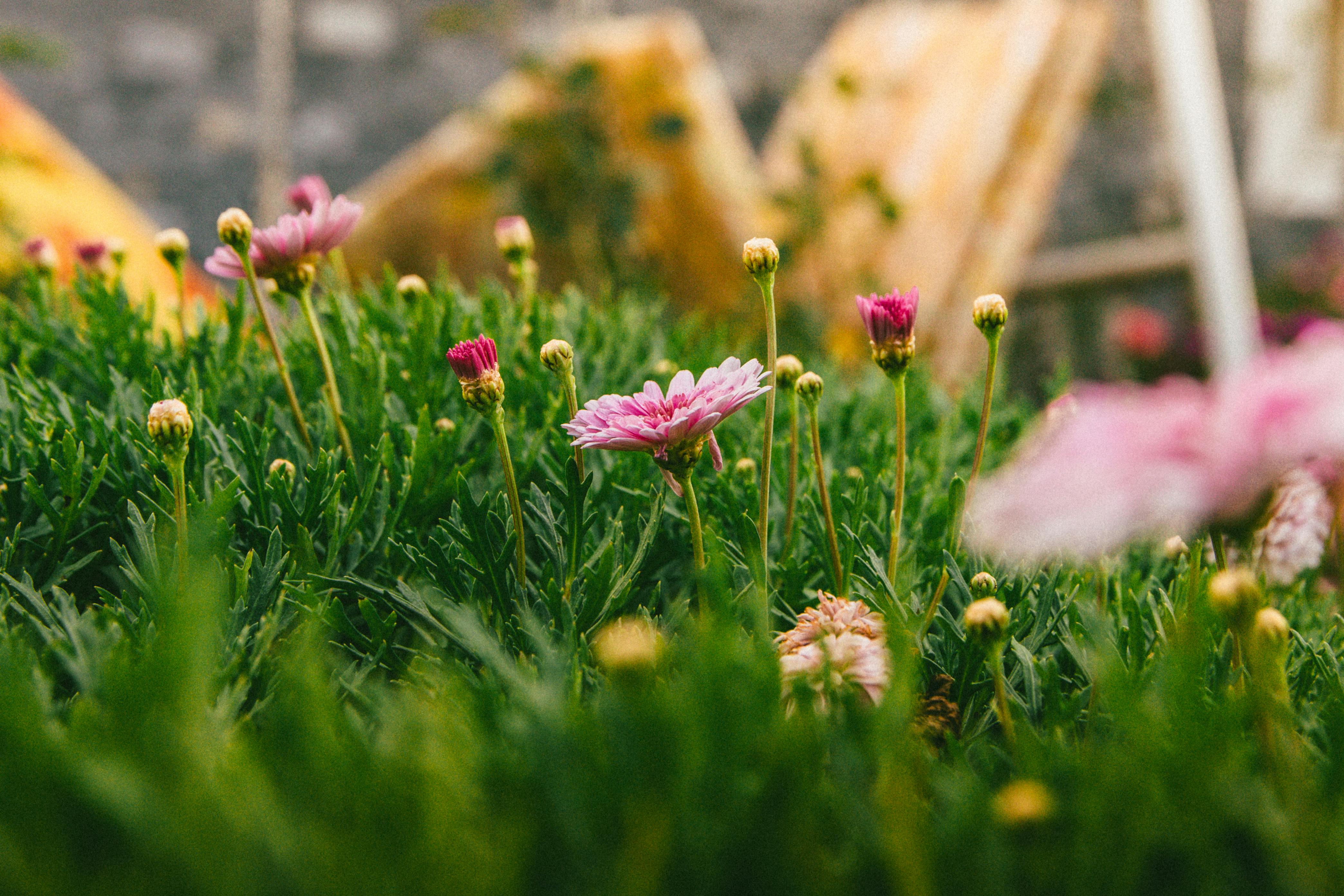 ingyenes Bájos rózsaszín százszorszépek buja kertben Đà Lạtban, Việt Namban. Stockfotó