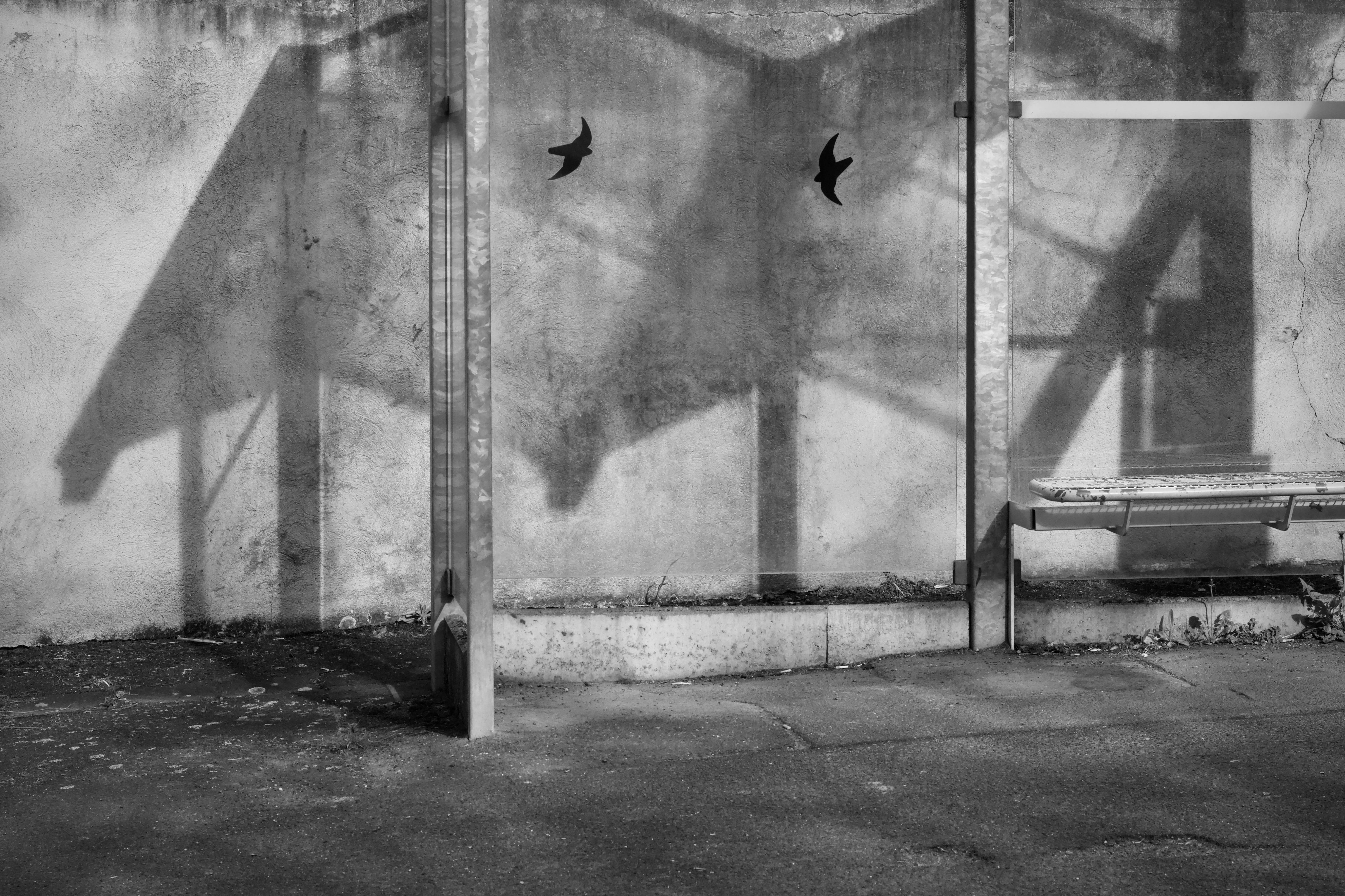 Gratis Immagine monocromatica di una fermata dell'autobus urbano con sagome di uccelli che proiettano ombre. Foto a disposizione
