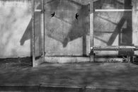 Monochrome image of an empty bus stop with bird shadows on the wall.