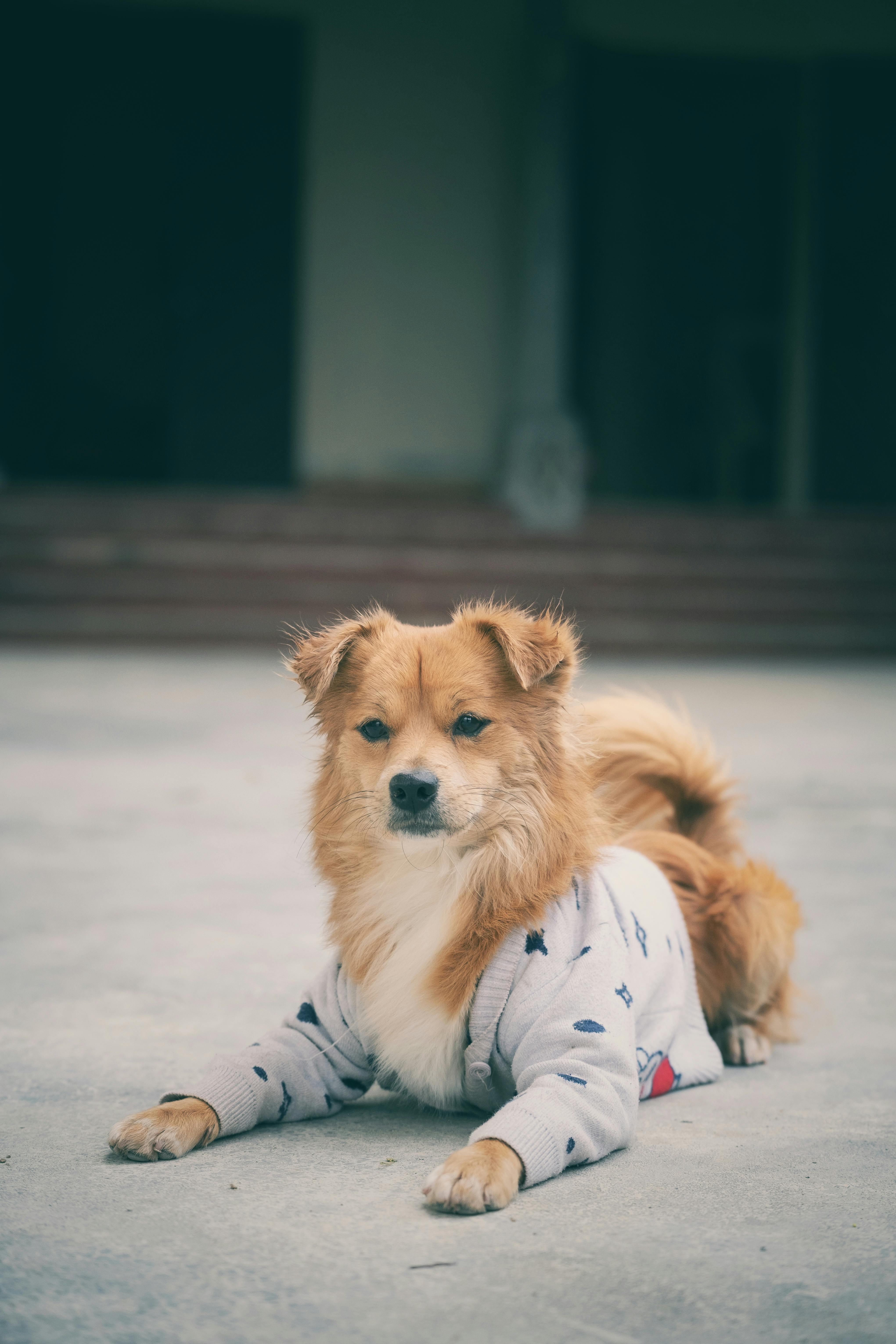 gratis Een schattige hond met een trui aan ligt languit op een betonnen ondergrond. De hond oogt kalm en ontspannen. Stockfoto