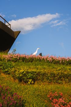 A graceful egret stands among vibrant flowers under a clear blue sky, showcasing nature's beauty.