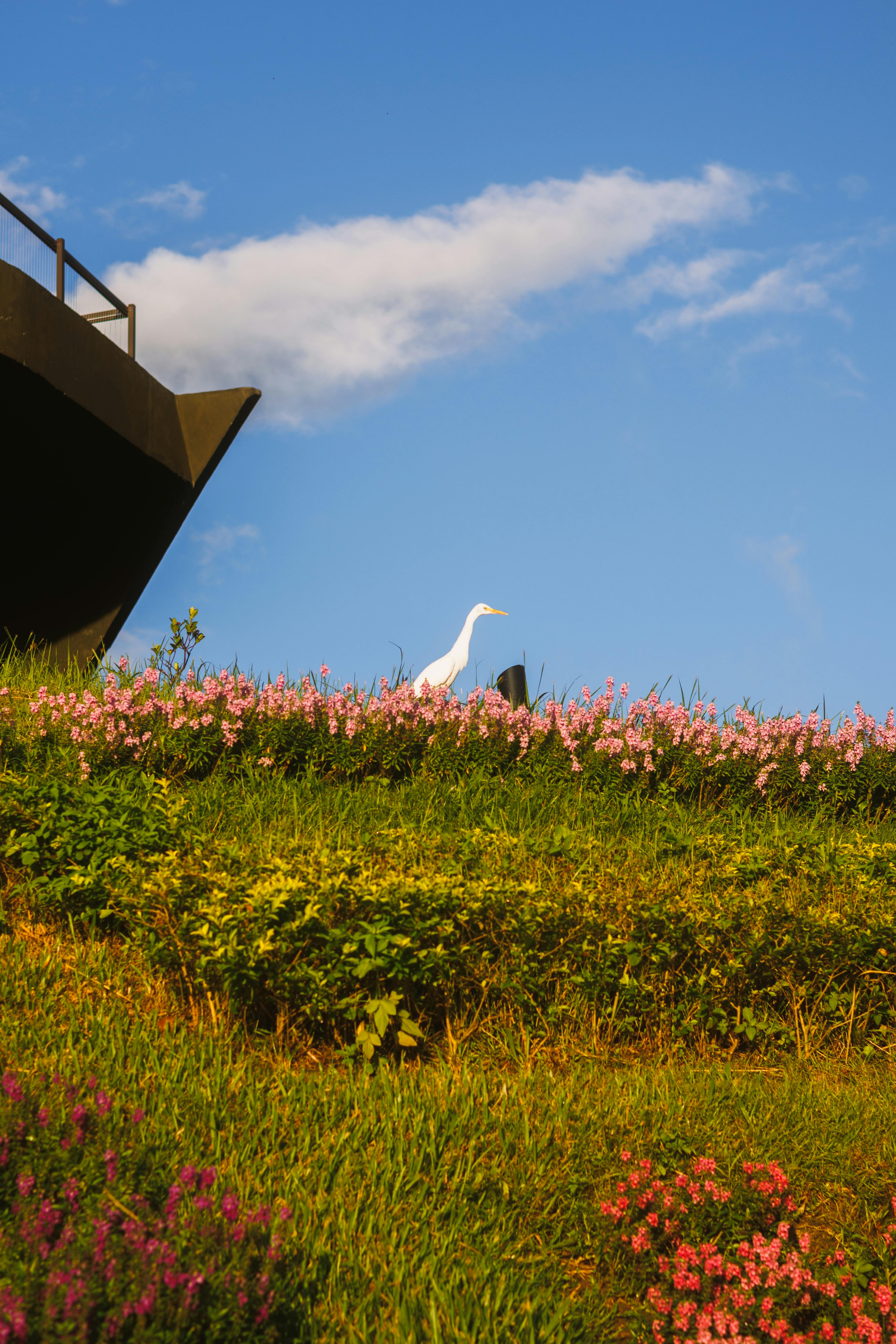 Gratis Una elegante garceta se encuentra entre flores vibrantes bajo un cielo azul claro, mostrando la belleza de la naturaleza. Foto de stock